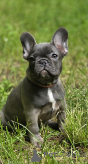 Zdjęcie №1. buldog francuski - na sprzedaż w Rzeka Moskwa | 5157zł | Zapowiedź №169202