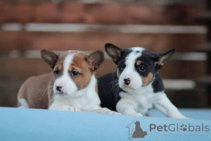 Zdjęcie №3. Psy Basenji. Serbia