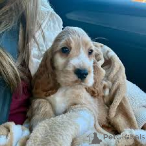 Zdjęcie №2 do zapowiedźy № 164091 na sprzedaż  cocker spaniel angielski - wkupić się Belgia prywatne ogłoszenie, hodowca