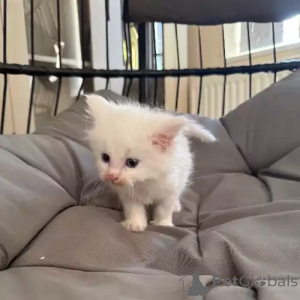 Zdjęcie №1. maine coon - na sprzedaż w Leonberg | 1818zł | Zapowiedź № 167263