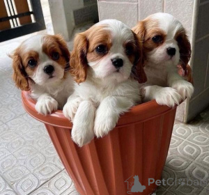Zdjęcie №1. cavalier king charles spaniel - na sprzedaż w Ateny | negocjowane | Zapowiedź №172526