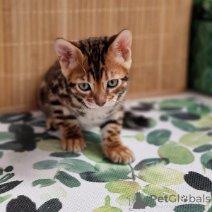 Zdjęcie №1.  - na sprzedaż w Bergamo | Bezpłatny | Zapowiedź №163651