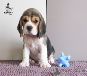Zdjęcie №1. beagle (rasa psa) - na sprzedaż w Приморск | 3163zł | Zapowiedź №13134