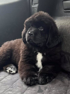 Zdjęcie №1. nowofundland - na sprzedaż w Aizlingen | 2153zł | Zapowiedź №157799