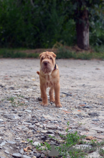 Zdjęcie №3. Chłopiec Shar Pei - Shar Pei poika. Finlandia