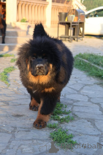 Zdjęcie №3. Szczenięta mastifa tybetańskiego. Serbia