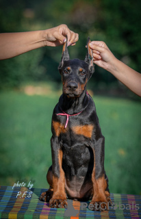 Zdjęcie №3. Doberman szczenięta na sprzedaż. Serbia