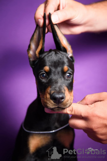 Dodatkowe zdjęcia: Doberman szczeniaki