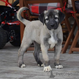 Zdjęcie №1. pies nierasowy - na sprzedaż w Melbourne | negocjowane | Zapowiedź №143149