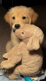 Zdjęcie №2 do zapowiedźy № 164746 na sprzedaż  golden retriever - wkupić się Francja prywatne ogłoszenie, hodowca