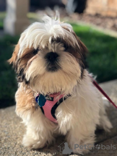 Zdjęcie №2 do zapowiedźy № 9224 na sprzedaż   - wkupić się USA hodowca