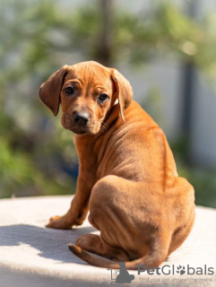 Dodatkowe zdjęcia: Szczenięta rasy Rhodesian Ridgeback