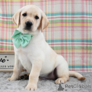 Zdjęcie №2 do zapowiedźy № 172780 na sprzedaż  labrador retriever - wkupić się Niemcy prywatne ogłoszenie