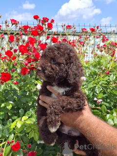 Zdjęcie №1. lagotto romagnolo - na sprzedaż w Nowy ogród | negocjowane | Zapowiedź №169521