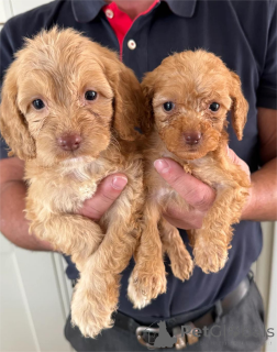 Zdjęcie №1. pies nierasowy - na sprzedaż w Dudeldorf | 1674zł | Zapowiedź №153447