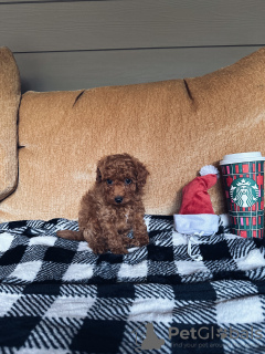 Zdjęcie №2 do zapowiedźy № 80191 na sprzedaż  pudel (zabawka) - wkupić się USA hodowca