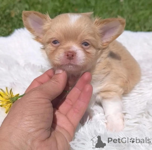 Zdjęcie №1. chihuahua (rasa psów) - na sprzedaż w Budapest | 2392zł | Zapowiedź №136060
