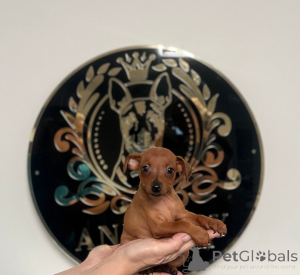 Zdjęcie №3. W 100% czysty, licencjonowany hodowca pinczerów miniaturowych. Bośnia i Hercegowina