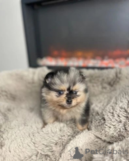 Zdjęcie №2 do zapowiedźy № 143773 na sprzedaż  szpic miniaturowy - wkupić się Austria hodowca