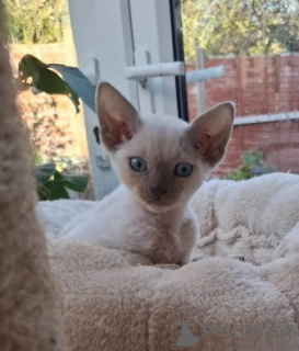 Zdjęcie №1. devon rex - na sprzedaż w Berlin | negocjowane | Zapowiedź № 160346
