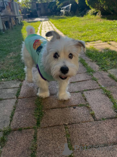 Zdjęcie №2 do zapowiedźy № 171689 na sprzedaż  jack russell terrier - wkupić się Szwajcaria prywatne ogłoszenie