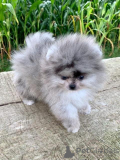 Zdjęcie №1. szpic miniaturowy - na sprzedaż w Augsburg | negocjowane | Zapowiedź №167013