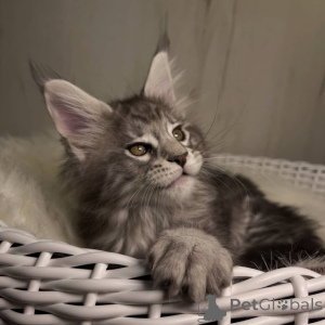 Zdjęcie №1. maine coon - na sprzedaż w Ashford | Bezpłatny | Zapowiedź № 160671