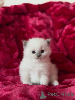 Zdjęcie №1. ragdoll - na sprzedaż w Aiola | 2392zł | Zapowiedź № 169615