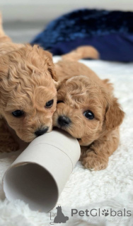 Zdjęcie №3. Dwie samice Maltańczyka i jeden samiec Maltańczyka. Holandia