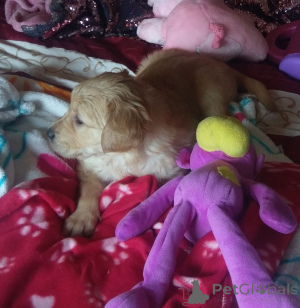 Zdjęcie №2 do zapowiedźy № 164869 na sprzedaż  golden retriever - wkupić się Belgia prywatne ogłoszenie, hodowca