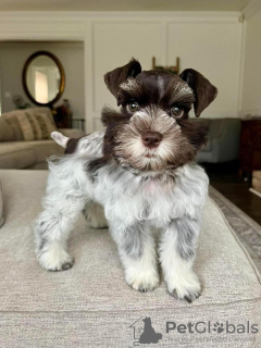 Zdjęcie №1.  - na sprzedaż w Chicago | 4066zł | Zapowiedź №133397