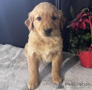 Zdjęcie №2 do zapowiedźy № 103626 na sprzedaż  golden retriever - wkupić się USA prywatne ogłoszenie