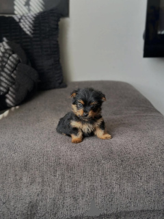 Zdjęcie №2 do zapowiedźy № 175582 na sprzedaż  yorkshire terrier - wkupić się Grecja hodowca