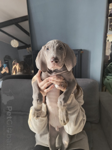 Zdjęcie №3. Lady Dzidzia. Polska