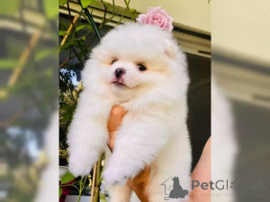 Zdjęcie №4. Sprzedam szpic miniaturowy w Münster.  - cena - 2870zł