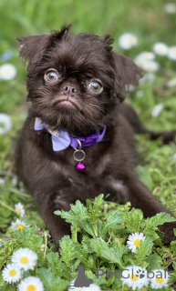 Zdjęcie №2 do zapowiedźy № 139129 na sprzedaż  otterhound - wkupić się Serbia 