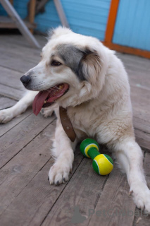 Zdjęcie №3. Młody Alabai Fenya szuka domu.. Federacja Rosyjska