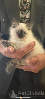 Zdjęcie №3. Taki uroczy. Hiszpania