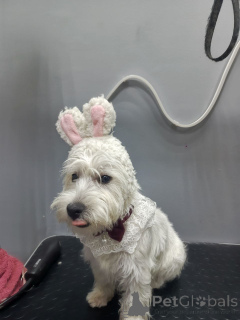 Zdjęcie №2 do zapowiedźy № 155040 na sprzedaż  west highland white terrier - wkupić się Wielka Brytania prywatne ogłoszenie