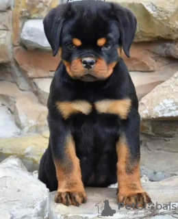 Zdjęcie №1. rottweiler - na sprzedaż w Bucharest | negocjowane | Zapowiedź №117570