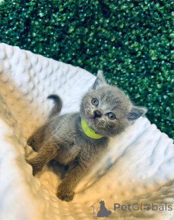 Zdjęcie №2 do zapowiedźy № 152934 na sprzedaż   - wkupić się Niemcy 