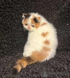 Zdjęcie №2 do zapowiedźy № 165923 na sprzedaż  kot egzotyczny - wkupić się Francja prywatne ogłoszenie, hodowca