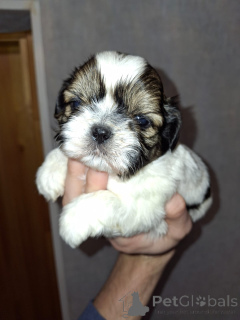 Zdjęcie №3. Idealne szczenięta Shih Tzu. Estonia
