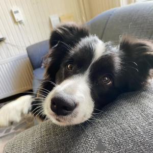 Zdjęcie №2 do zapowiedźy № 78224 na sprzedaż  border collie - wkupić się Polska prywatne ogłoszenie