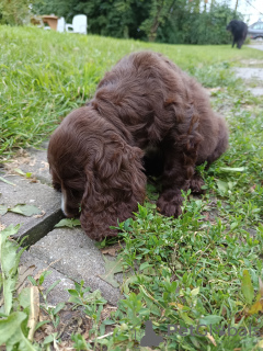 Zdjęcie №1. cocker spaniel angielski - na sprzedaż w Bielsko-Biała | 3139zł | Zapowiedź №110471