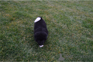 Zdjęcie №2 do zapowiedźy № 135601 na sprzedaż  akita (rasa psa) - wkupić się Niemcy prywatne ogłoszenie, hodowca