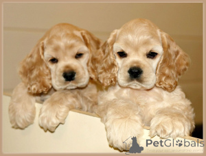 Zdjęcie №1. cocker spaniel angielski - na sprzedaż w Odprzyj | negocjowane | Zapowiedź №169987