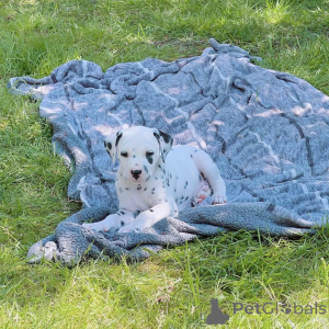 Zdjęcie №3. Dostępnych pięć szczeniąt najwyższej klasy. Austria