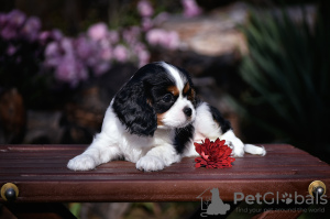 Zdjęcie №4. Sprzedam cavalier king charles spaniel w Brest. od żłobka - cena - negocjowane