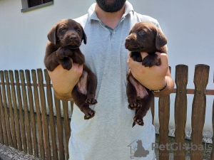 Dodatkowe zdjęcia: Labrador Retriever, miot czekoladowo-brązowy